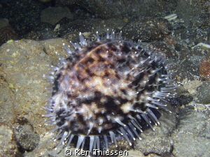 Cowrie with mantle out in Three room cave, Kona Coast by Ken Thiessen 